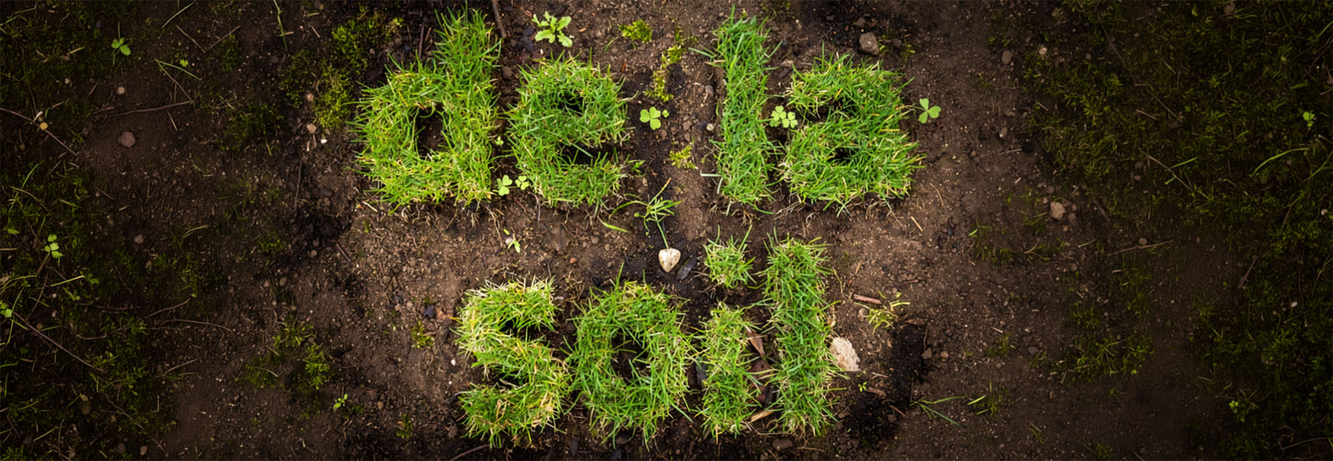 Cover Image for BioSynth Project: De La Soil