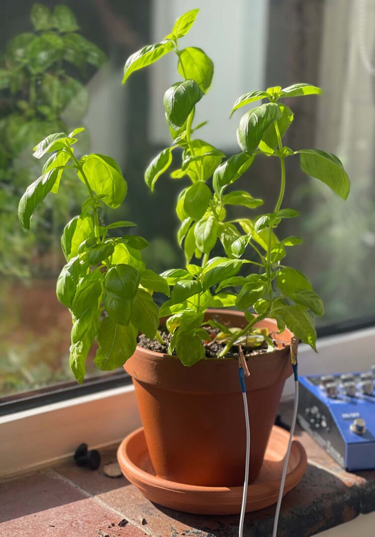 Basil Plant aka Tony Basil
