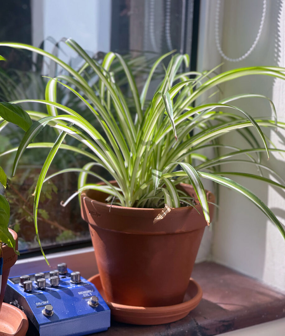 Spider Plant